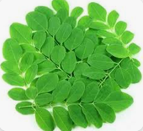 Moringa Leaves Image